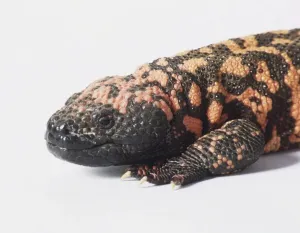 Reptile Animal Images Drucke: Monitor lizard, close up of head