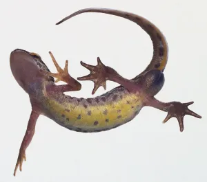 Triturus Vulgaris Drucke: newt from below