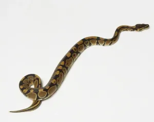 Kugelpython Drucke: Der Ballpython oder der Königspython (Python regius)