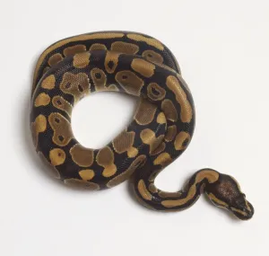 Kugelpython Drucke: Kochschlangenbündel oder Königsschlange (Python regius) vom oberen Blickwinkel