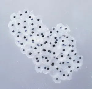 Nature Photography Studio Drucke: Frogspawn