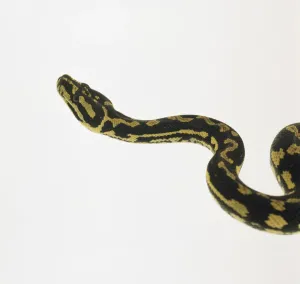Australian Reptile Photography Drucke: Head of Carpet Python (Morelia spilota), side view