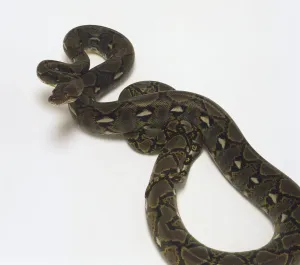 Drucke von Reticulierte python (Python reticulatus) aus hoher Perspektive Netzpython Drucke: Reticulierte python (Python reticulatus) aus hoher Perspektive