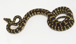 Studio Shot Snakes Drucke: Slithering Carpet Python (Morelia spilota) with coiled tail, view from above