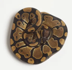 Kugelpython Drucke: Enge geschlungenen Kugelsnake oder königliche Natter (Python regius) vom oben gesehen