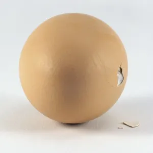 Animal Development Stages Drucke: Chick breaking through the surface of the egg shell