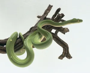 Ein Tier Drucke: Grüner Baumschlangenpython, Morelia viridis