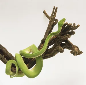 Drucke von Grüner Baum python liegt teilweise um einen großen Zweig herum gekrümmt. Der Schlangen ist grün und hat eine gebrochene Linie weißer Markierungen entlang der Mitte des Rückens Grüne Schlange Drucke: Grüner Baumschlangen teilweise um einen großen Zweig gewickelt sind