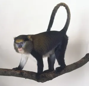 Der Mona-Affen (Cercopithecus mona), auf allen Vieren auf einem Zweig stehend mit langem Schwanz über der Rückenmitte gekrümmt und sichtbare blaue Markierungen um die Augen, rosa Mundhöhle, weiße Haare unter dem Bauch ausgerichtet in Seitenansicht