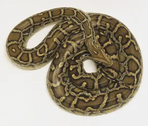 Burmese Python Drucke: Overhead view of a coiled Burmese Python