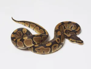 Studio Shot Animal Images Drucke: Overhead view of a Royal Python