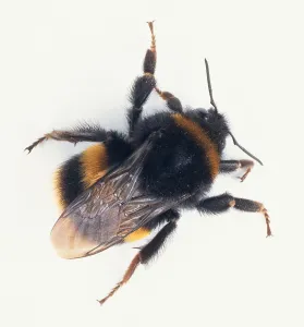 Drucke von Überblicksansicht einer Bienenbiene Tier Drucke: Überblicksansicht von Bienenbiene