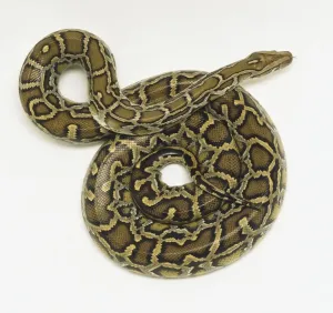 Constrictor Snake Drucke: Overhead view of a coiled Burmese Python showing the rich skin colours and distinctive pattern