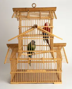 Exotic Pet Birds Drucke: Two parrots in a cage