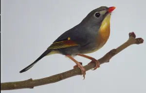 Red Billed Leiothrix Drucke: Pekin Robin - side view