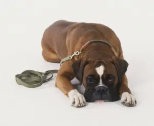 Boxer Dog Breed Drucke: Boxer lying down