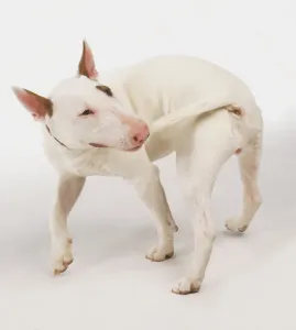 Haustiere Drucke: Hund jagt Schwanz