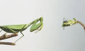 Carnivorous Insects Drucke: Praying Mantis about to attack a fly