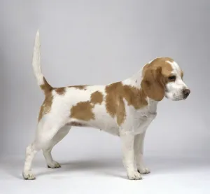 Profile View Of A Dog Drucke: Beagle, standing