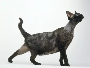 Short Hair Domestic Cats Drucke: Blue Devon Rex cat looking up