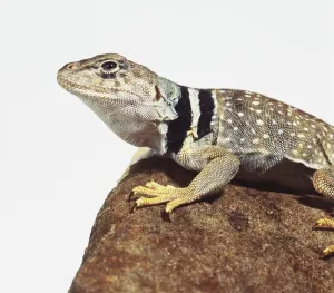 Collared lizard