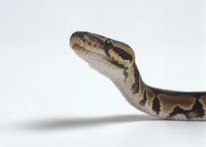 Drucke von Der Königsschlangenpython (Python regius), auf den Kopf schauend, Näherungsbild, Seitenansicht Braune Schlange Drucke: Königsschlangenartige Eidechse (Python regius)