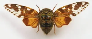 Verwandte Bilder Drucke: Pykna Repandae, Zikadee Naheansicht