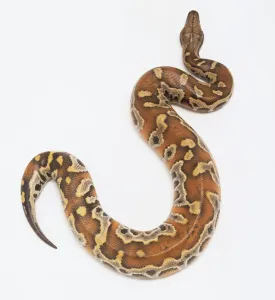 Drucke von Pythonidae, Python curtus, Blutpython Blutpython Drucke: Pythonidae, Python curtus, Blutsnake