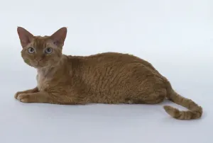 Drucke von Roter Silbermähnchenkatze mit langen und muskulösen Hinterbeinen liegt Devon Rex Drucke: Roter Silbermähnchen-Taubenkatze mit langen und muskulösen Hinterbeinen liegt liegend