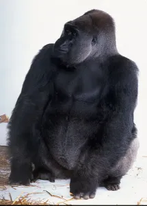 Silverback Gorilla Drucke: Silverback Gorilla sitting down