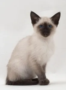 Siamese Cat Breed Drucke: Sitting siamese cat