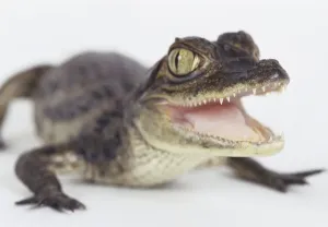 Close Up Reptile Images Drucke: Small caiman, close up