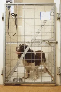 Domesticated Dog Breeds Drucke: Spaniel in kennel