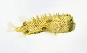 Camouflage Fish Drucke: Spiny Boxfish