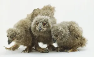 Bird Photography Studio Drucke: Three owlets looking down in different direction
