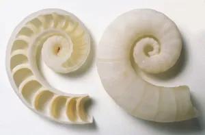 Invertebrate Photography Drucke: Side and sectioned view of Common Spirula Shell