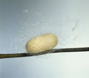 Studio Shot Insect Drucke: Silkworm inside cocoon