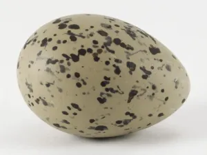 Studio Shot Of An Egg Drucke: Whole speckled egg