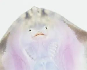 Studio Shot Fish Drucke: Underside of a Ray, close up