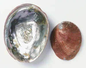 Invertebrate Photography Drucke: Upper and underside view of Red Abalone shell