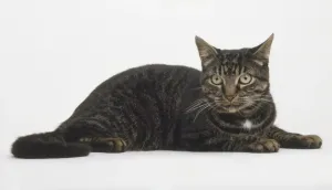 Tabby Cat Lying Down Drucke: Tabby cat lying down