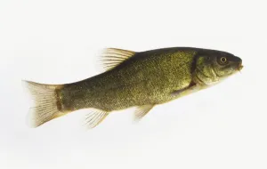 Tench Fish Drucke: Tench