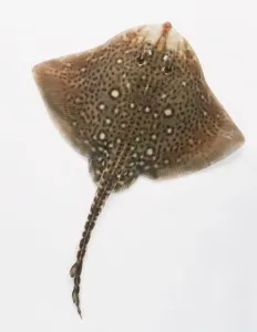 Marine Predator Drucke: Thornback Ray