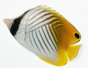 Tropical Ocean Wildlife Photos Drucke: Threadfin Butterfly Fish