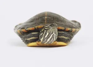 Marine Life Stock Photos Drucke: Turtle, front view