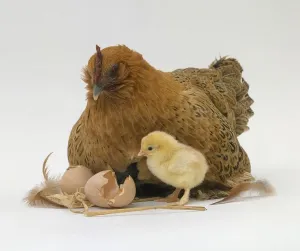 Farm Animals Images Drucke: Hen with chick and broken egg shells