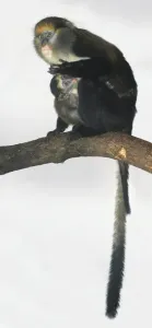 Mona Affe Drucke: Monakacchus Affe (Cercopithecus mona) und Baby auf einem Ast sitzend