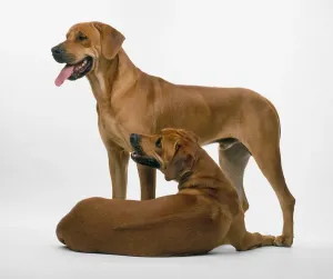 Zwei Tiere Drucke: Zwei Rhodesische Riesenhunde stehen und liegt einer.