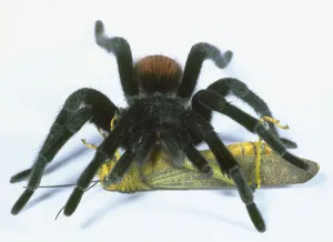 Eine Tarantel angreift eine Grashopferin, detaillierte Aufnahme einer grünen und gelben Grashopferin liegen auf seinem Rücken. Die Haare der Spinnen sind an ihren Beinen zu sehen sowie ihr Körper
