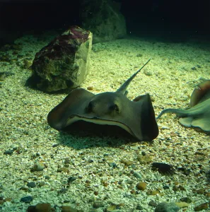 Camouflaged Sea Creatures Drucke: Undulate Ray